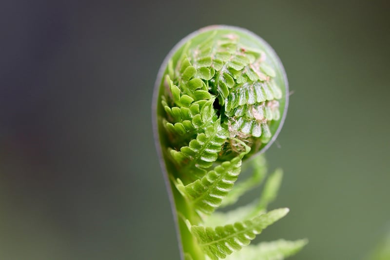 Nature-Inspired Decor